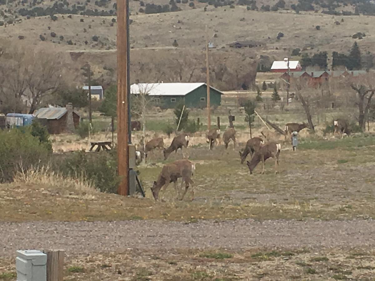 South Fork Lodge & Rv Park Colorado Exterior photo